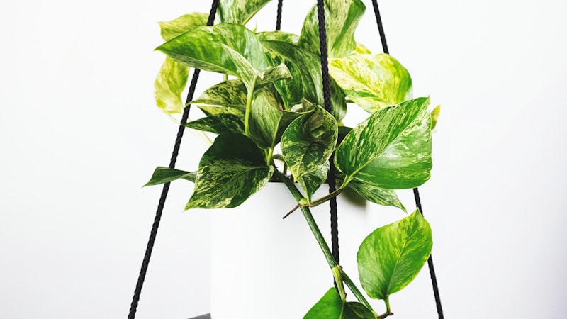 国际足联官员宣布2026年世界杯赛制改为48支球队参赛的新闻发布会现场